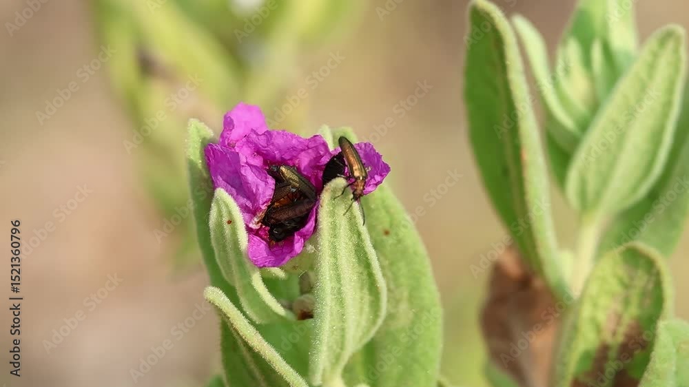 Multitud de mosca española Lytta vesicatoria de aparean dentro de una flor semicerrada de cistus albidus, Alcoy, España