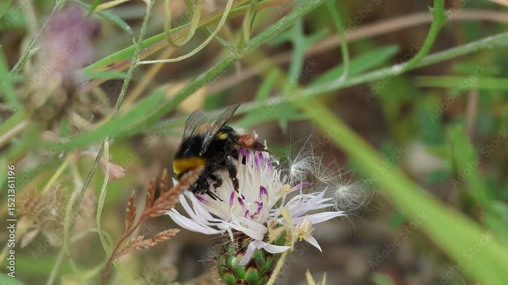 Abejorro sin de pelo en la parte inferior de la espalda sale volando desde flor Crupina crupinastrum, Alcoy, España