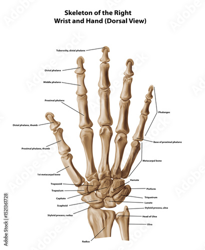 Skeleton of the Right Wrist and Hand (Dorsal View) 