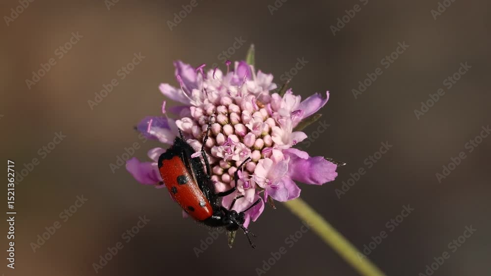 Coleóptero falsa mariquita Lachnaia vicina comiendo en flor Sixalix atropurpurea, Alcoy, España