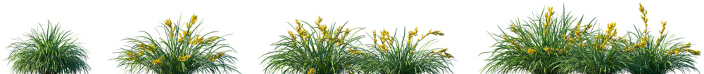 Set of Lomandra longifolia (spiny-head mat-rush, spiky-headed mat-rush, the chudweed or basket grass) grass isolated png on a transparent background perfectly cutout high resolution