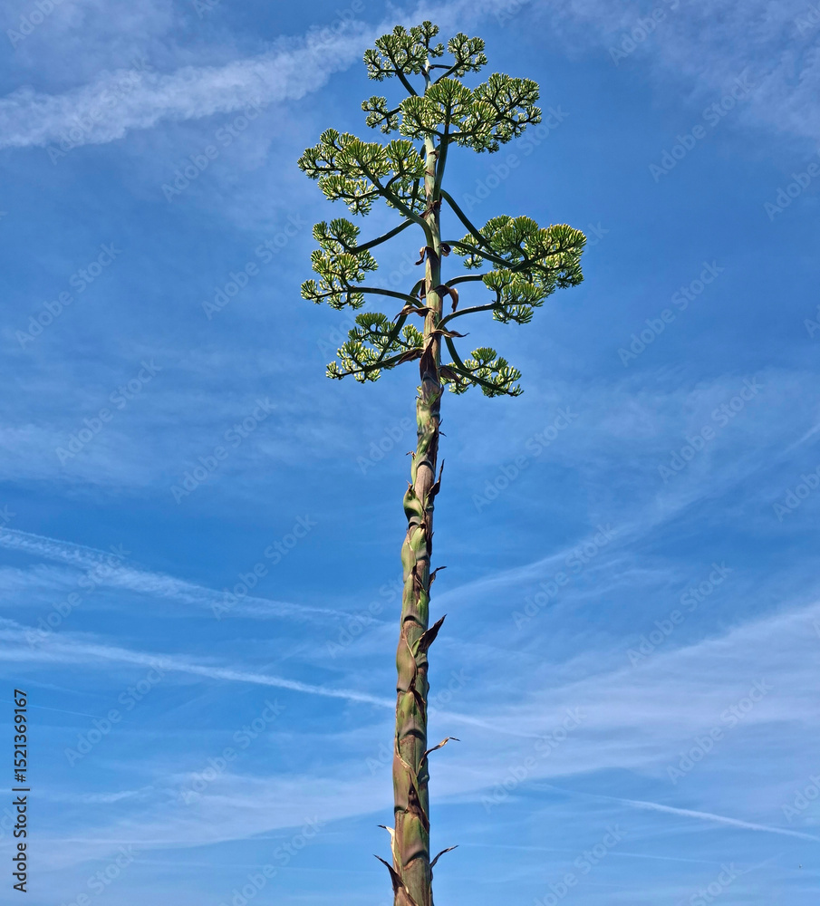 Obraz premium elegant and austere araucaria towering against the sky