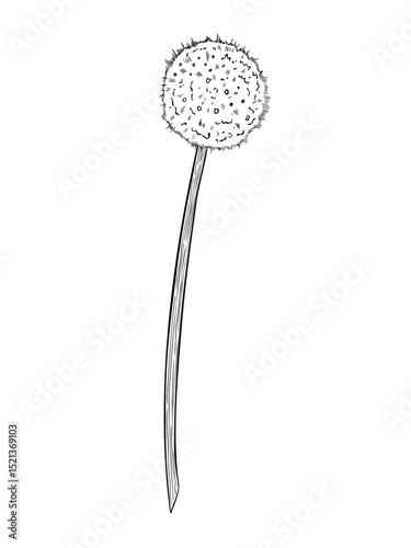 Vintage hand drawn vector illustration of Onion with flowering stalk. Outline drawing of flower of vegetable painted by black inks for culinary designs and kitchen ingredient themes.