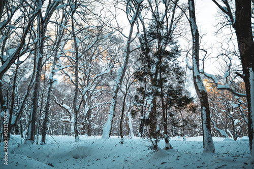 A quiet winter forest covered in deep snow, with bare trees framing a soft mountain glow in the background. The muted colors and calm composition evoke a serene, meditative atmosphere.