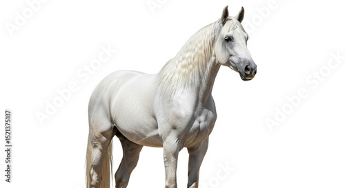 horse isolated on white background