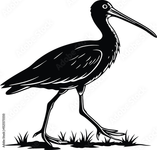 Silhouette of a black bird with a long beak walking on grass in a white background illustration