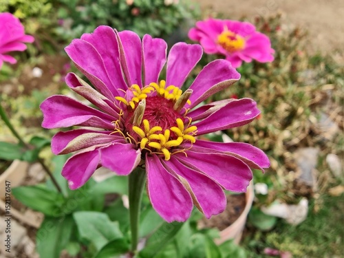 Zenia Elegant or the Common zinnia flower