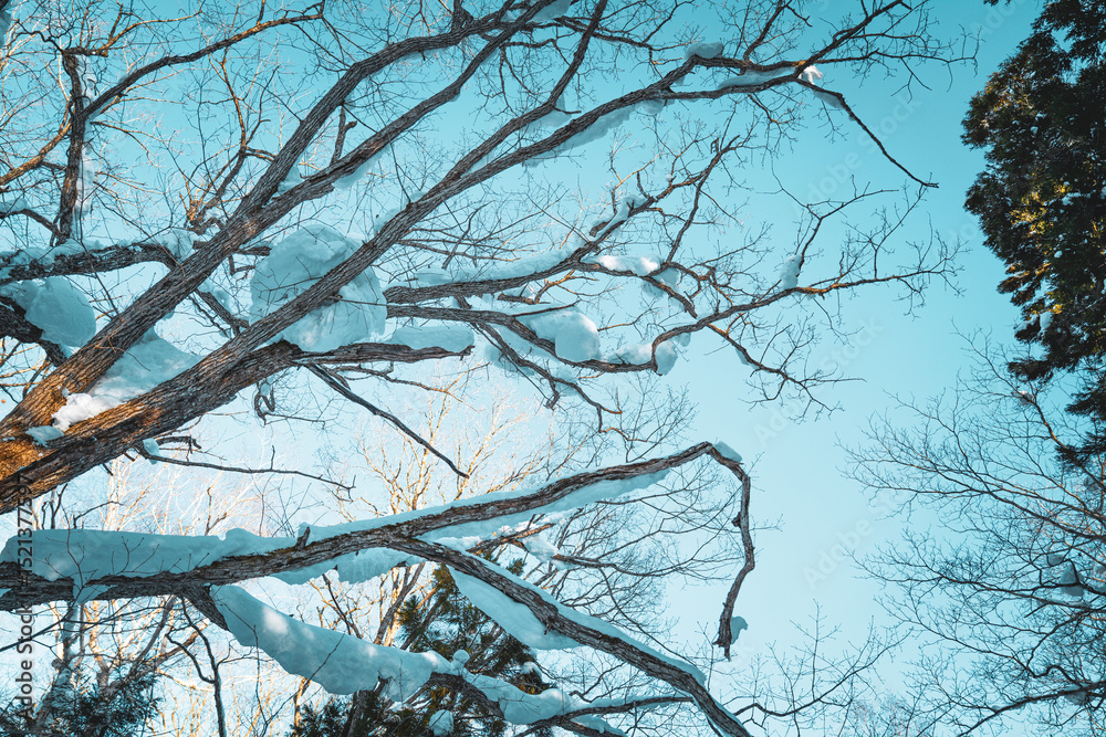 Obraz premium Snow-covered tree branches stretch across a clear blue winter sky, creating a natural pattern of lines and shapes. The bright morning light highlights the contrast between snow and wood.