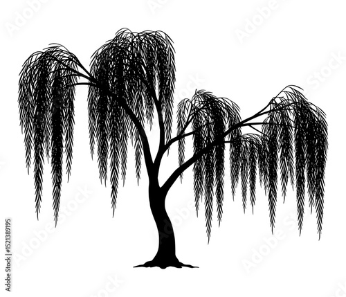 Silhouette of a willow tree in vector art style against a clean white background. Graceful branches and delicate leaves create a calm and elegant natural scene in simple black and white.

