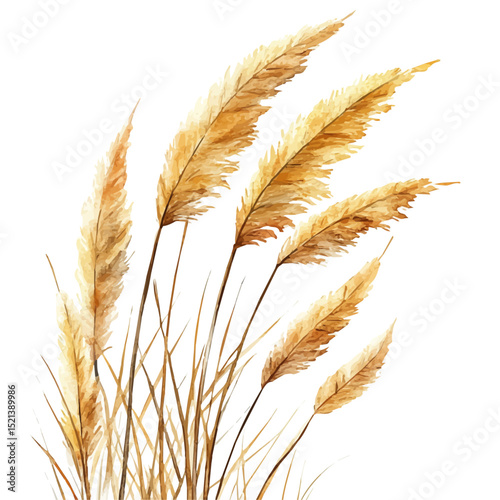 Golden Grass Sways Wind, watercolor painting vector, high quality, isolated on a white background.