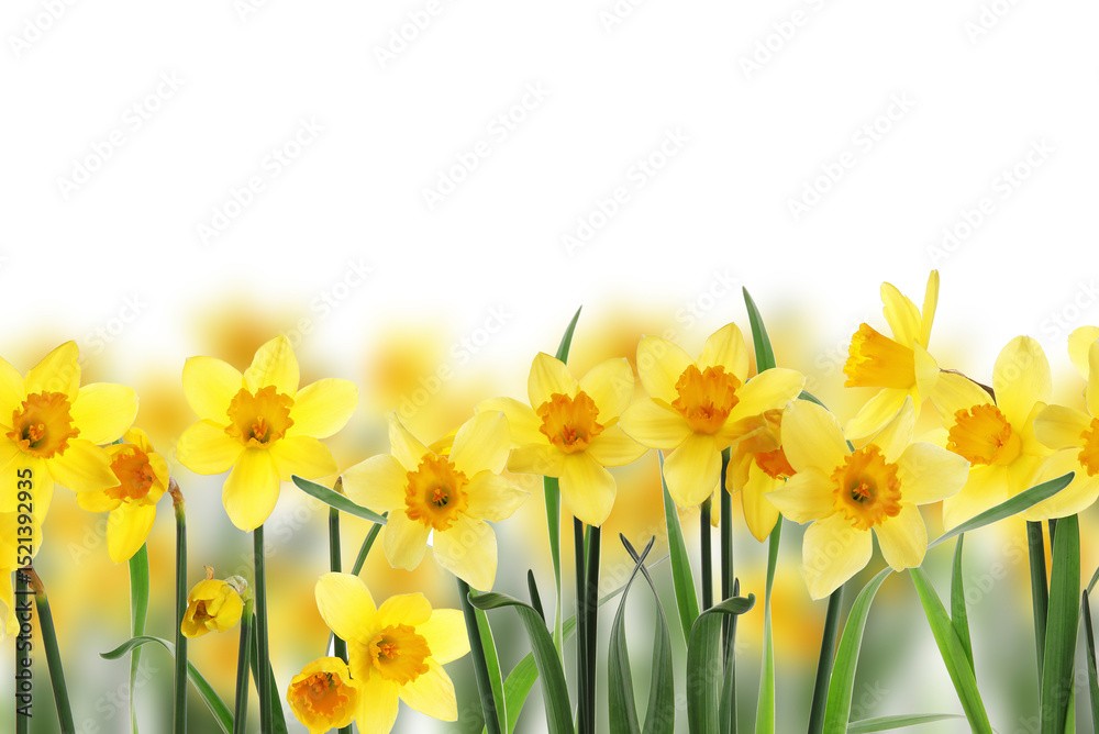 Fototapeta premium Beautiful yellow daffodil flowers on white background