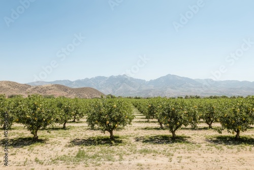 Serene orchard with blossoming fruit trees and a clear sky.