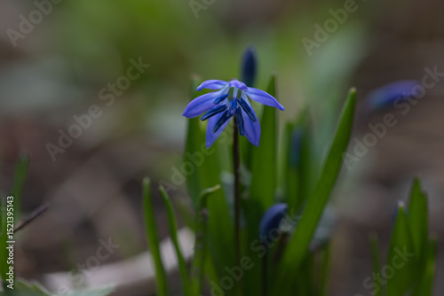 plant background of green leaves of a field plant in natural conditions, botany