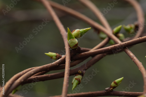 spring climbing plants with green buds, liana