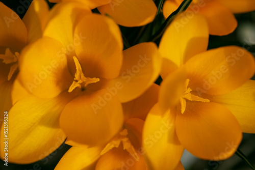 yellow crocuses, spring primroses on a sunny day in a flower bed