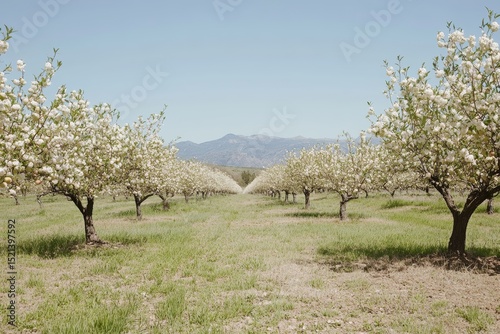 Serene orchard with blossoming fruit trees and a clear sky.