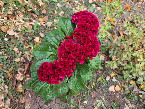 Red wavy celosia flower cockscomb on a flower bed