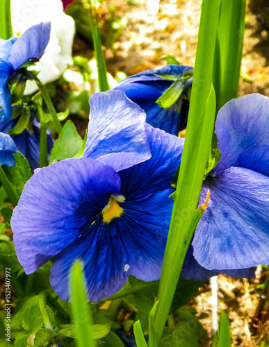 Pansies flowers blooming.