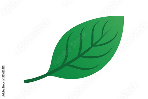 green leaf isolated on white