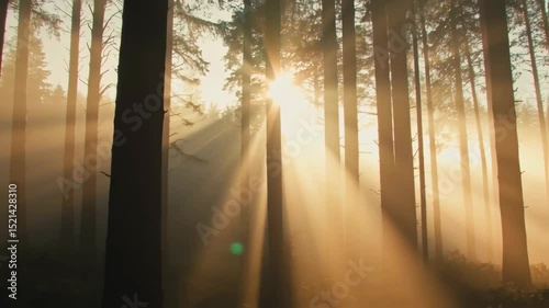 Beautiful natural landscape with the green foggy forest, sun is shining through the trees