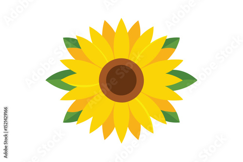 sunflower on white background