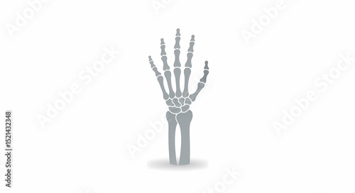 Human Hand Bone Structure Anatomy Illustration