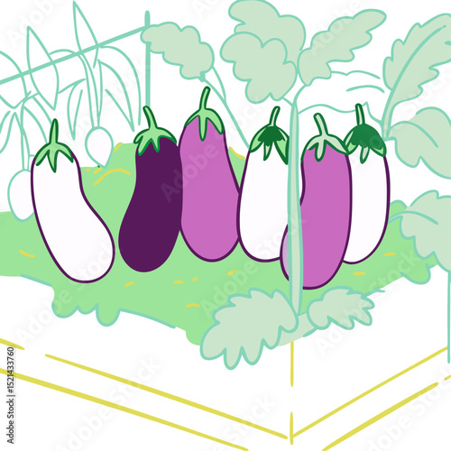 Variety of eggplants growing in a garden bed with greenery  