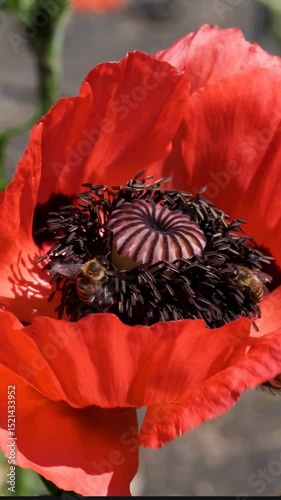 Bright poppy flowers attract busy bees collecting nectar under the sun.