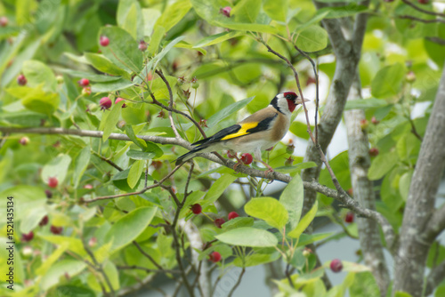 European Goldfinch (Carduelis carduelis) sitting in a tree in Zurich, Switzerland