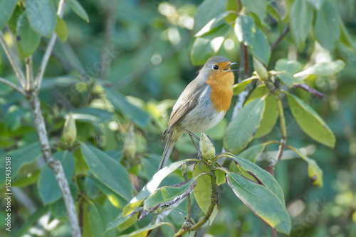 European robin (Erithacus rubecula) sitting on a tree branch in Zurich, Switzerland