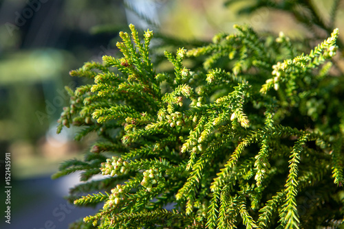 Stiff, pointed leaves arranged in a spiral protect the araucaria’s branches. Its fruit, the pinecone, is large and round, containing edible seeds known as pine nuts.Iconic tree from southern Brazil.
