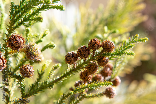 Stiff, pointed leaves arranged in a spiral protect the araucaria’s branches. Its fruit, the pinecone, is large and round, containing edible seeds known as pine nuts.Iconic tree from southern Brazil.