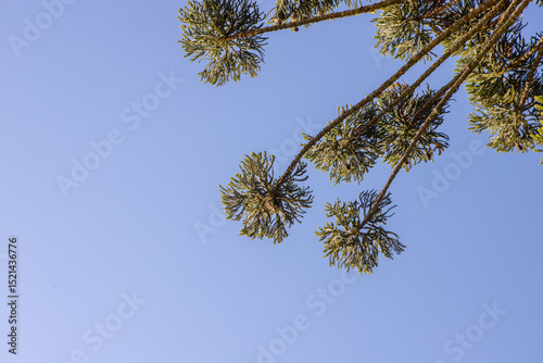 Araucaria (Araucaria angustifolia) with umbrella-shaped crown under blue sky. Iconic tree from southern Brazil.