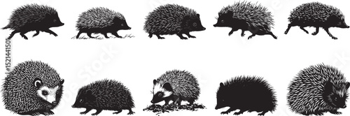 Hedgehog Exploring Body moving slowly, sniffing around in an alert and curious posture. full length silhouette black vector illustration