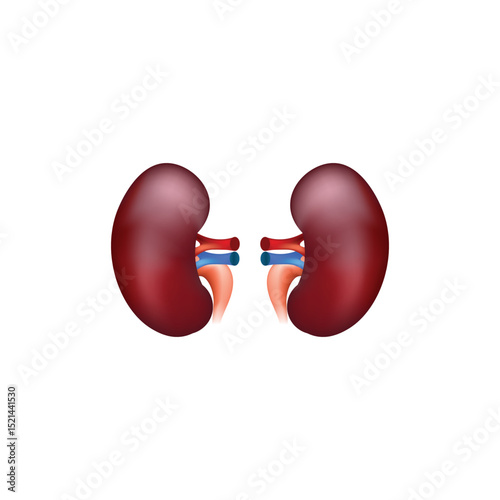 human Kidney anatomy isolated  on white 