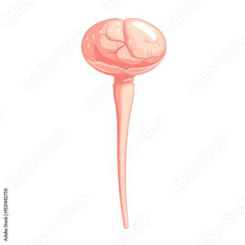 Pixelated Light Red Human Brain Medical Illustration on White Background