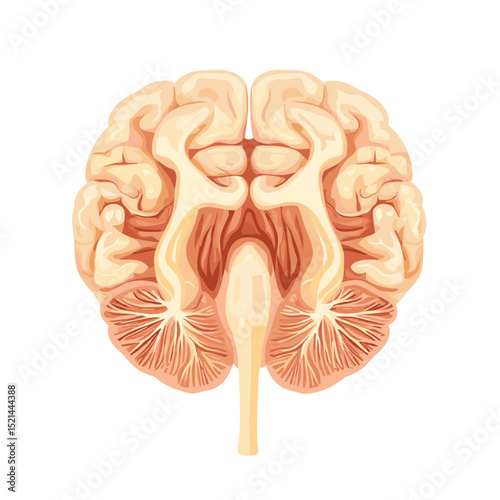 Simplified Top View of Human Brain Anatomy Illustration in Beige Color Palette