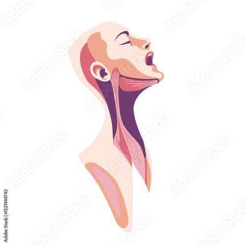 Stylized Anatomical Illustration of Head and Neck with Exposed Muscle Tissues in a Pink and Purple Color Palette on White Background