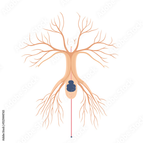 Stylized Anatomical Nerve Network Illustration with Orange and Blue Tones on White Background for Medical and Scientific Visualization