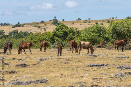 East Sumba, Indonesia – 06. 05. 2025 – The grass is starting to dry up. The scorching heat makes the Sumba horses seek shelter from the sun's burning rays