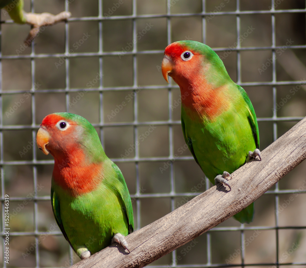 Obraz premium pareja de pajaros