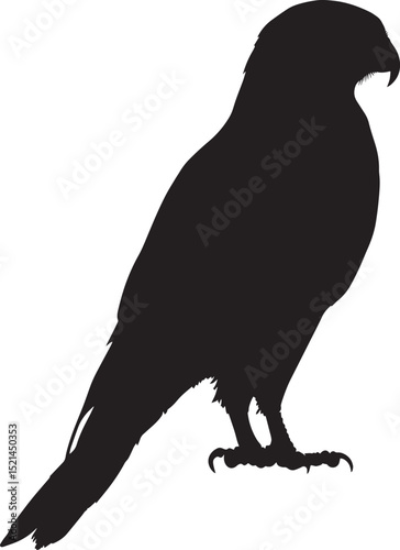 Hawk Preening Licking or cleaning feathers with beak body still and calm. full length silhouette black vector illustration