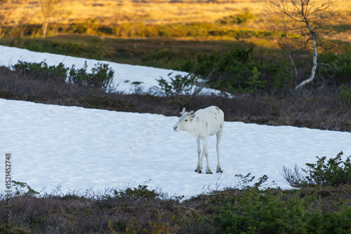 Rein deer in the forest