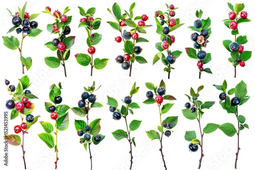 Wallpaper Mural High Quality Image of Set of Huckleberry Bushes Laden with Fruit Torontodigital.ca