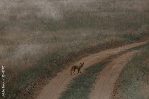 Red predatory fox on the road in a foggy field