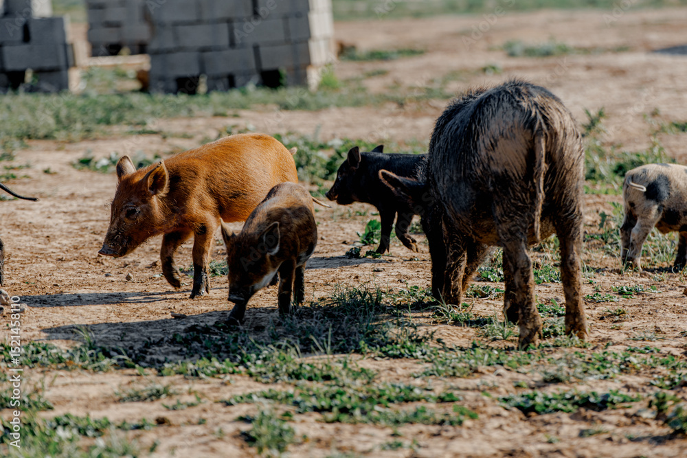 Fototapeta premium Wild boars or pigs grazing on green grass in Kalmykia