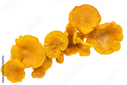A bunch of mushrooms are on a white background