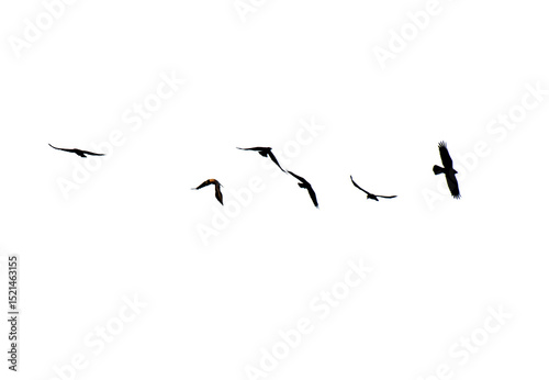 A flock of birds fly in a line across a white background