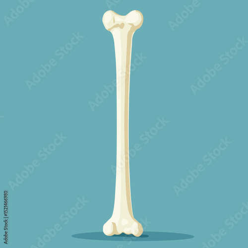 Isolated Human Bone Illustration on Blue Background Detailed Medical Bone Anatomy Depiction and Skeletal System Healthcare Image