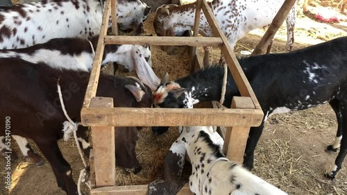 Goats Eating Fodder at Livestock Market, Eid ul Adha Preparation in Pakistan, Brown and White Goats Feeding on Green Fodder, Goats Munching Grass in Traditional Cattle Market, South Asia Rural Scene